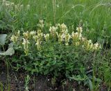 Scutellaria creticola