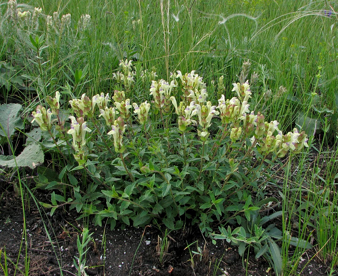 Изображение особи Scutellaria creticola.