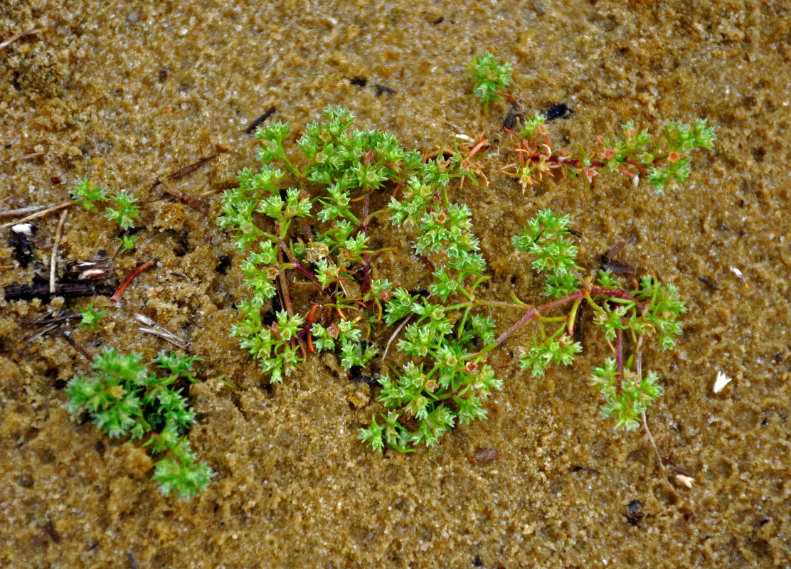 Изображение особи Scleranthus annuus.