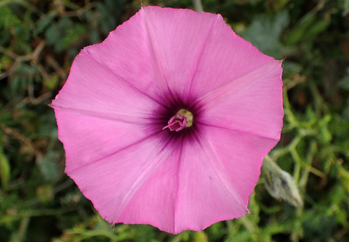 Image of Convolvulus althaeoides specimen.