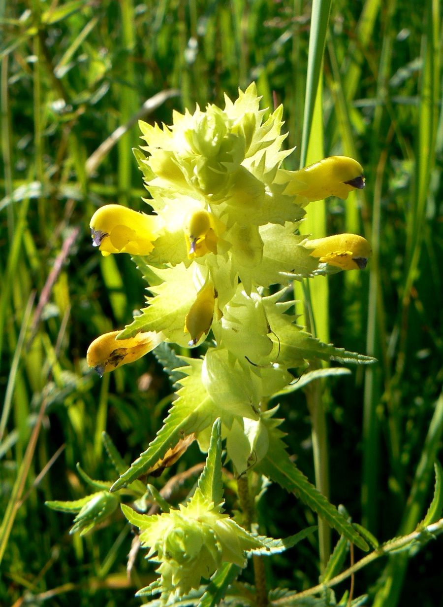 Изображение особи Rhinanthus aestivalis.