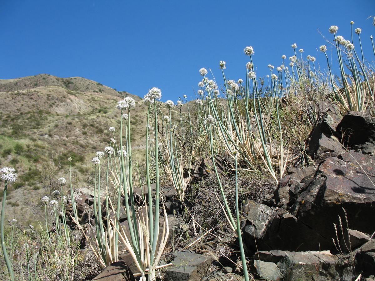 Image of Allium galanthum specimen.