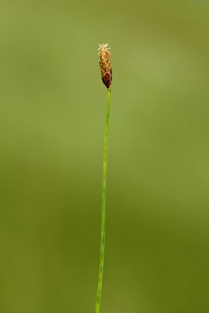 Изображение особи Eleocharis wichurae.