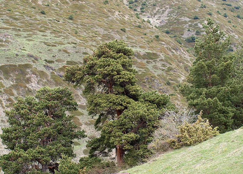 Изображение особи Pinus sylvestris ssp. hamata.