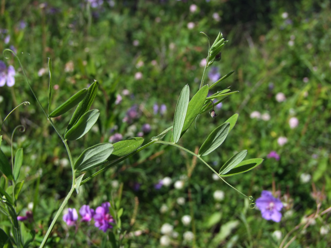 Image of Lathyrus pilosus specimen.