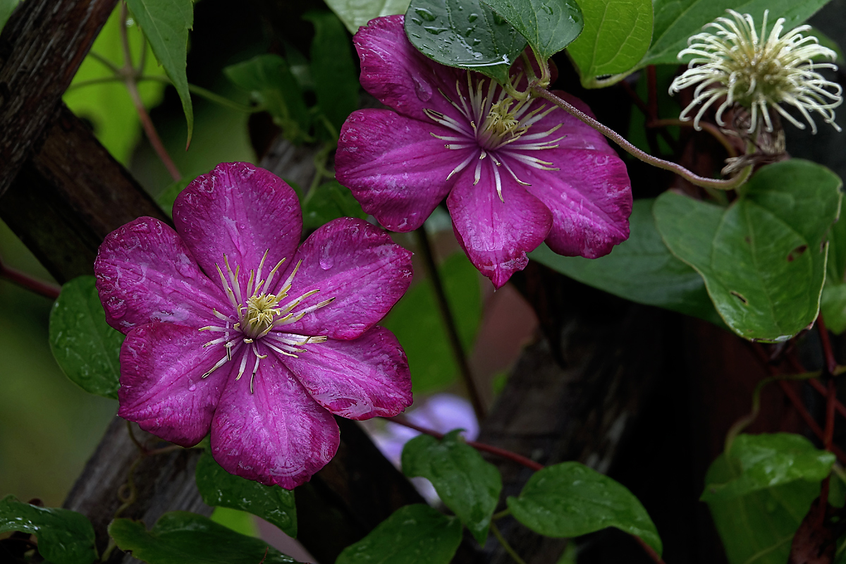 Image of Clematis &times; jackmanii specimen.