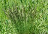 Festuca valesiaca. Верхушка растения с нераскрывшимися соцветиями. Восточный Казахстан, г. Усть-Каменогорск, правый берег р. Иртыш, обочина асфальтированной дороги возле стадиона. 21.05.2018.