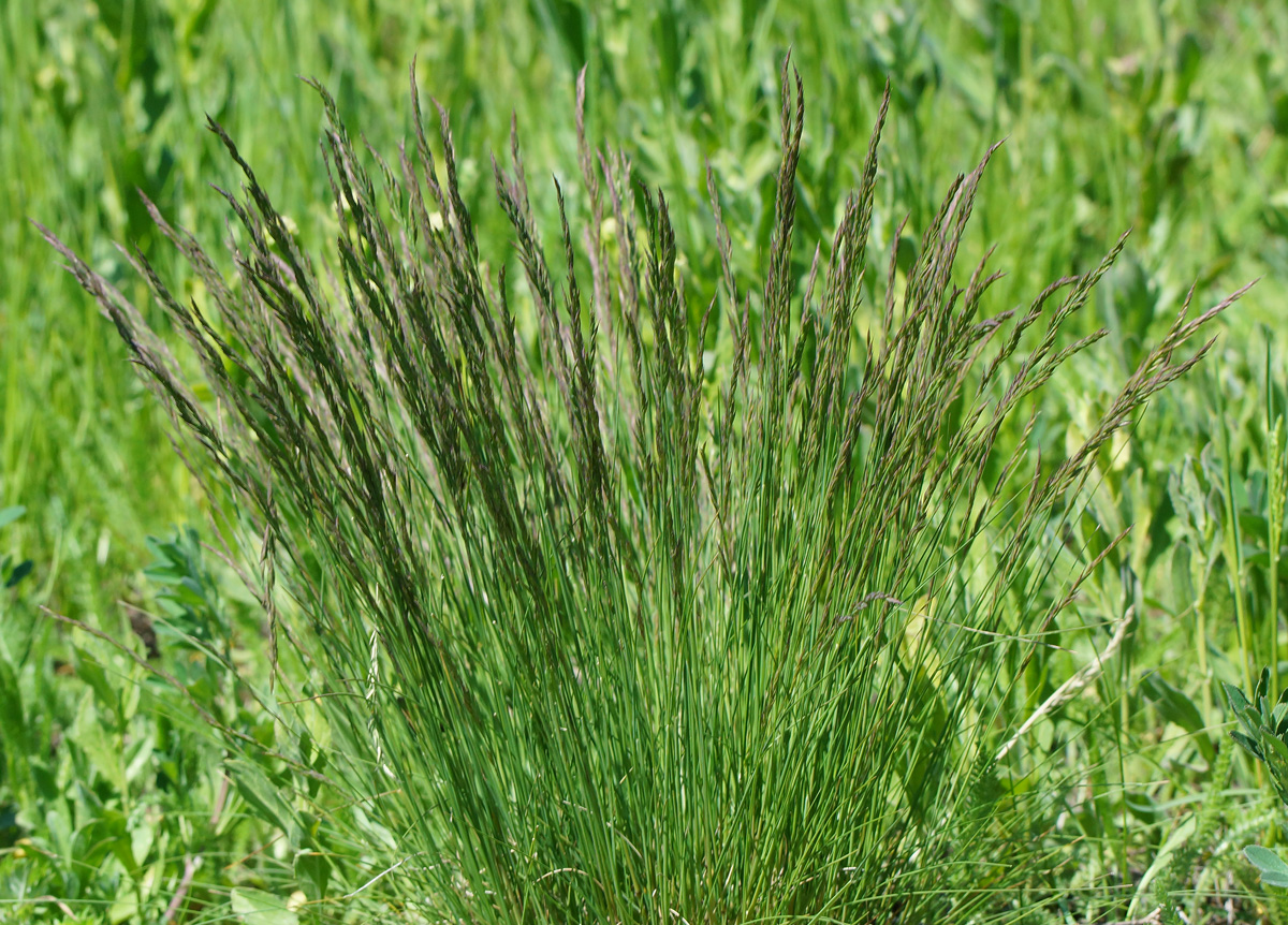 Изображение особи Festuca valesiaca.