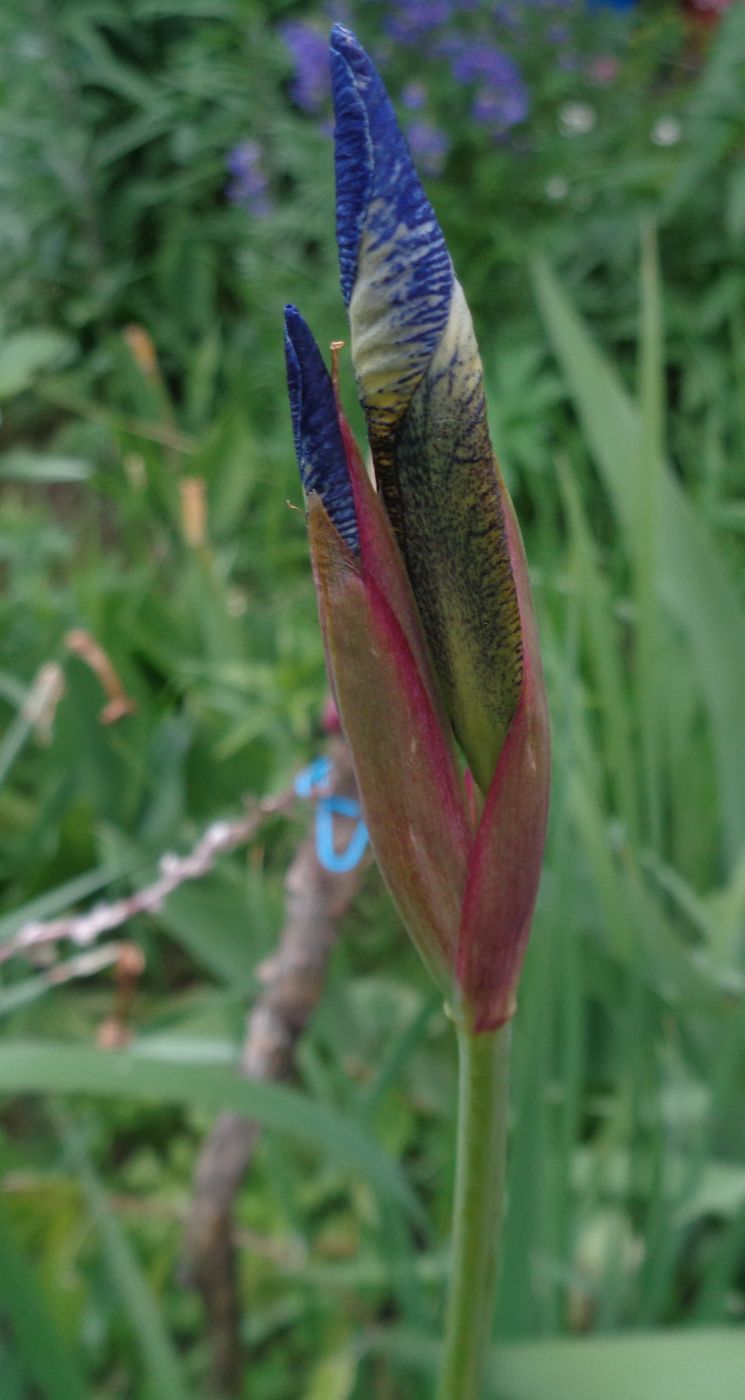 Image of Iris sanguinea specimen.