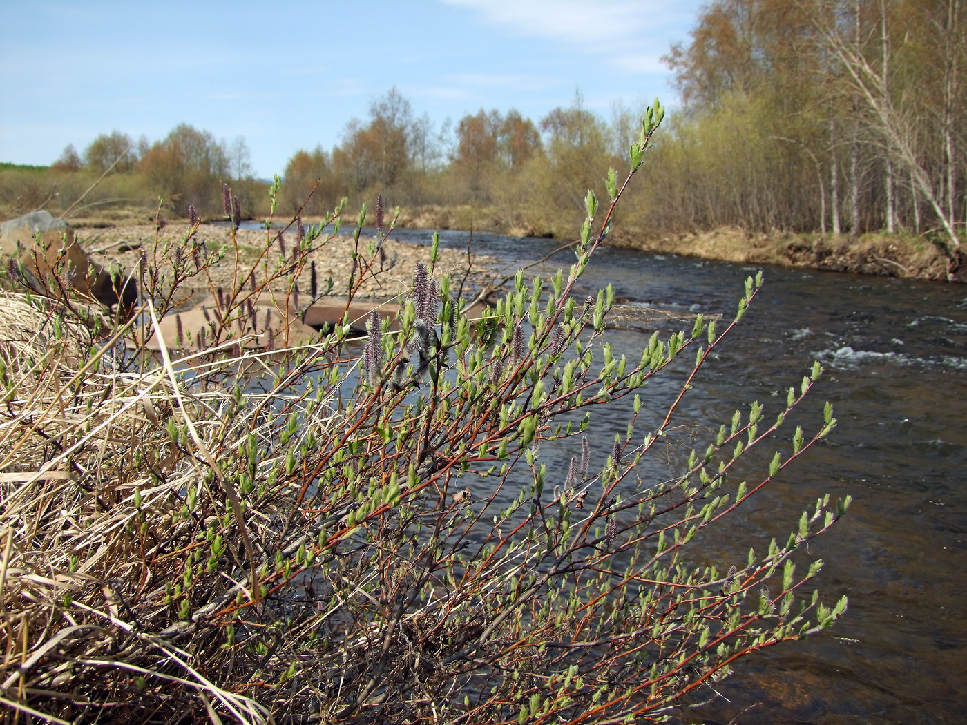 Изображение особи Salix saxatilis.