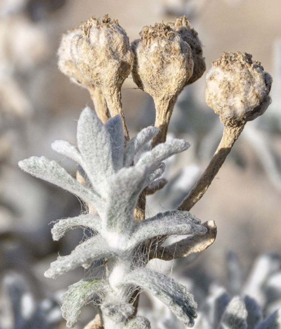 Изображение особи Otanthus maritimus.