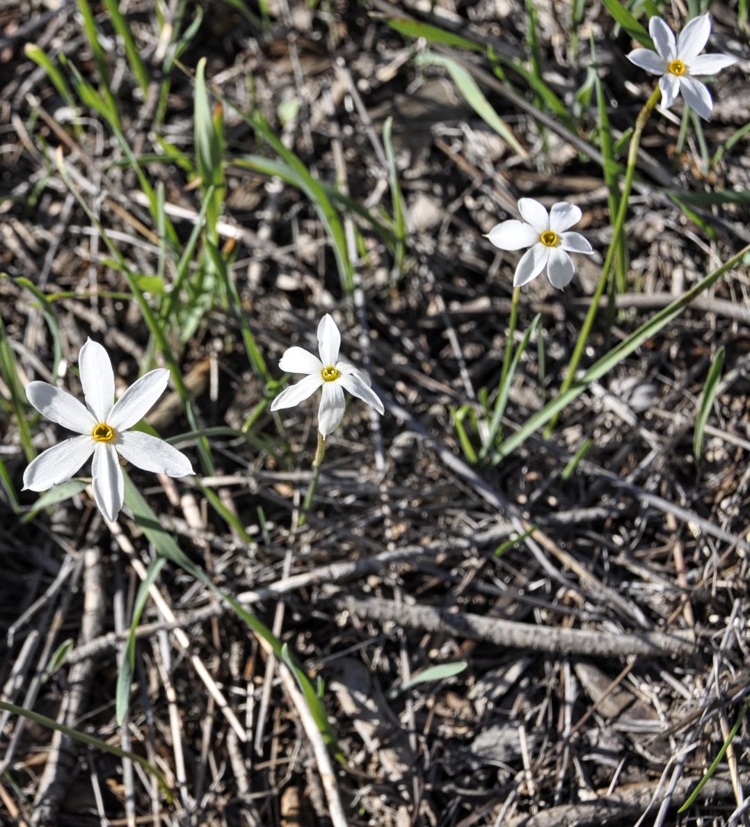 Image of Narcissus obsoletus specimen.