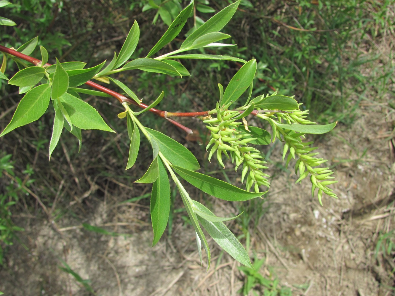 Image of Salix alba specimen.