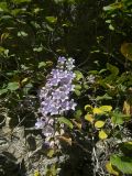 Campanula mirabilis