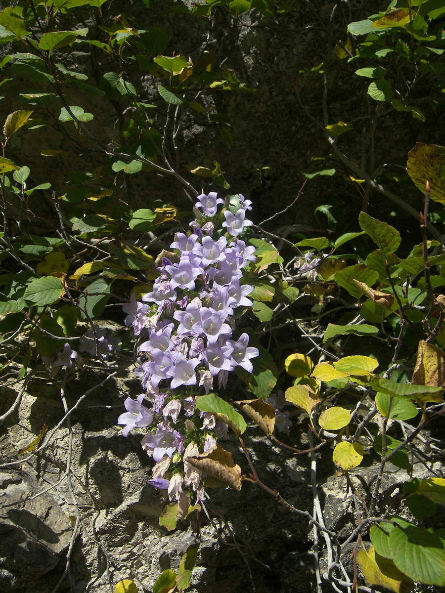 Изображение особи Campanula mirabilis.