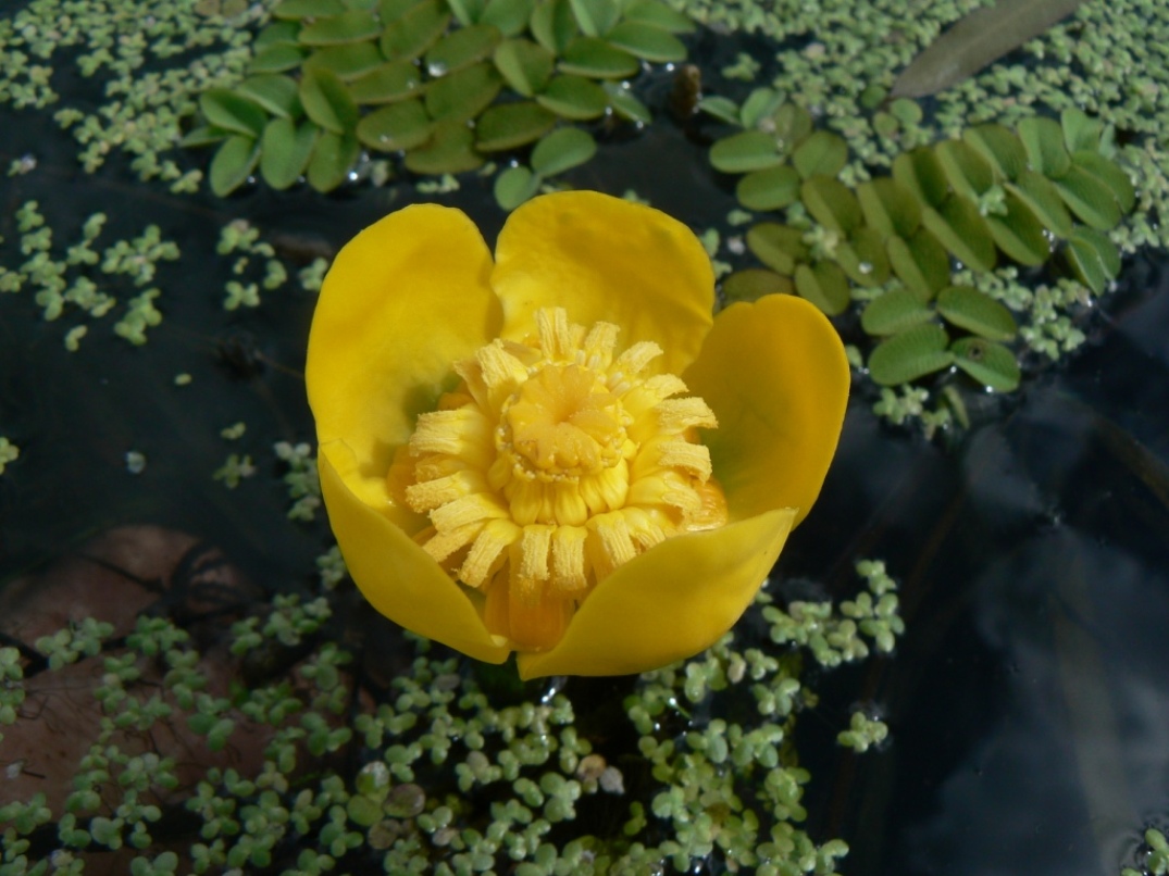 Image of Nuphar japonica specimen.