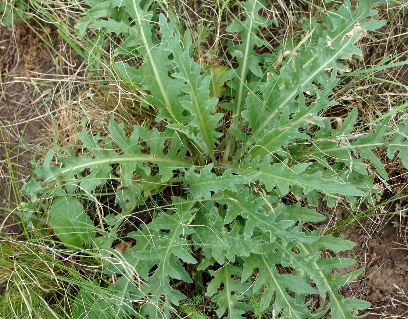 Image of Klasea erucifolia specimen.