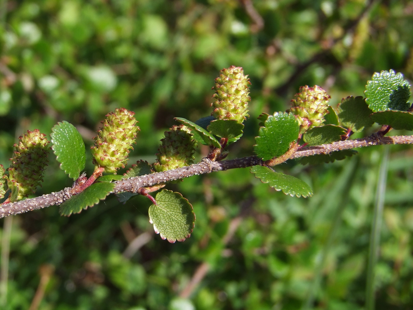 Image of Betula exilis specimen.