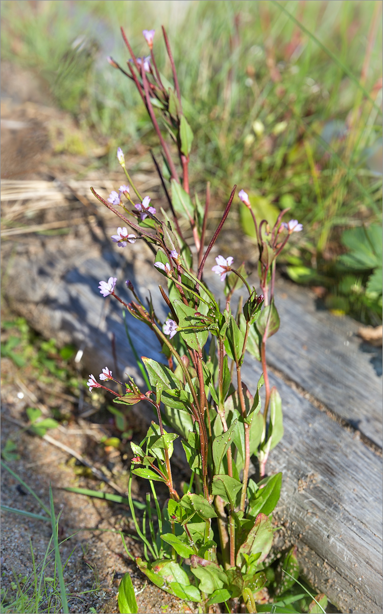 Image of Epilobium hornemannii specimen.