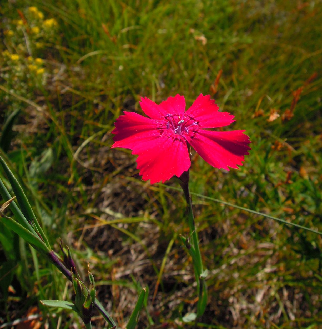 Изображение особи Dianthus mainensis.