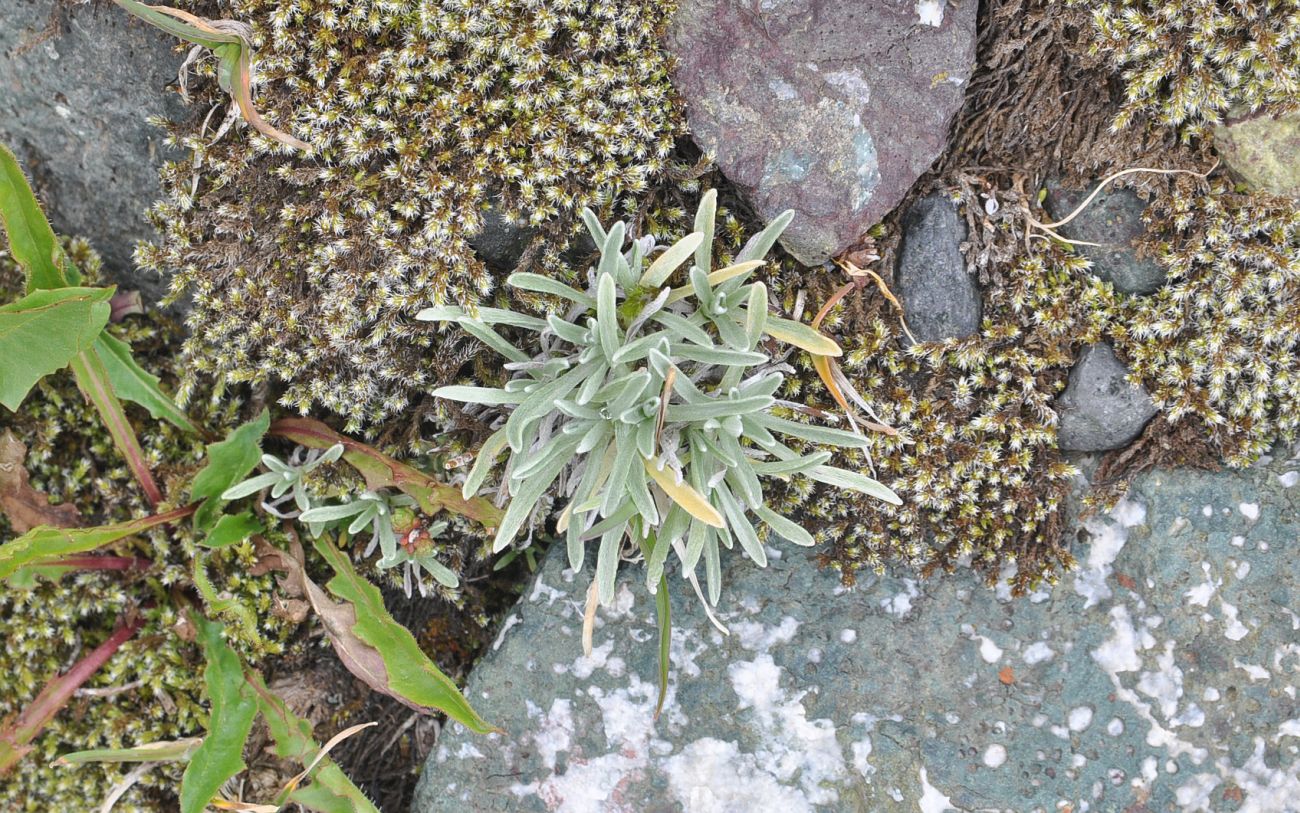 Image of Omalotheca supina specimen.