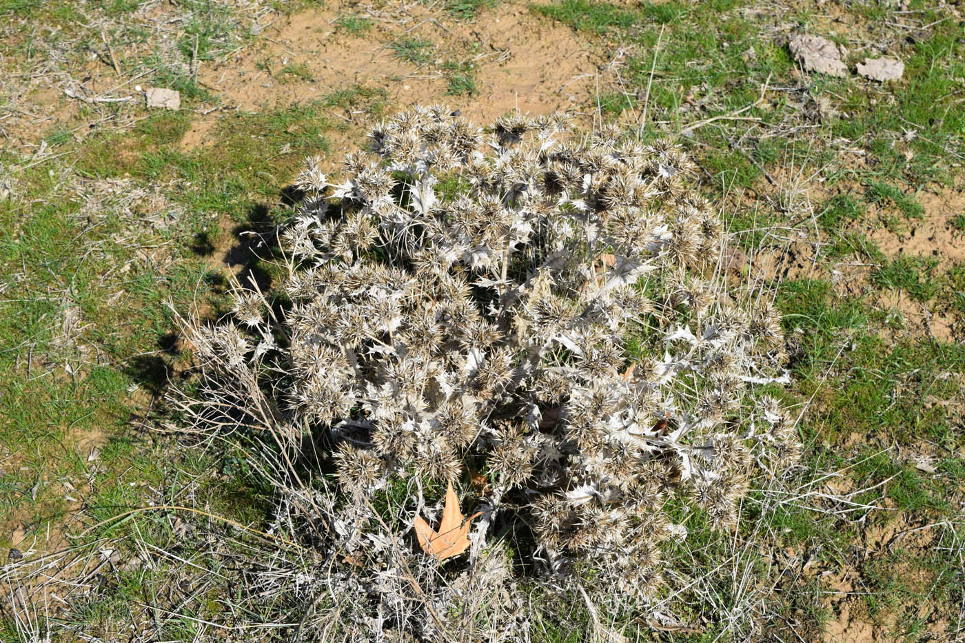 Image of Cousinia syrdarjensis specimen.