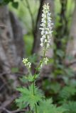 Aconitum orientale