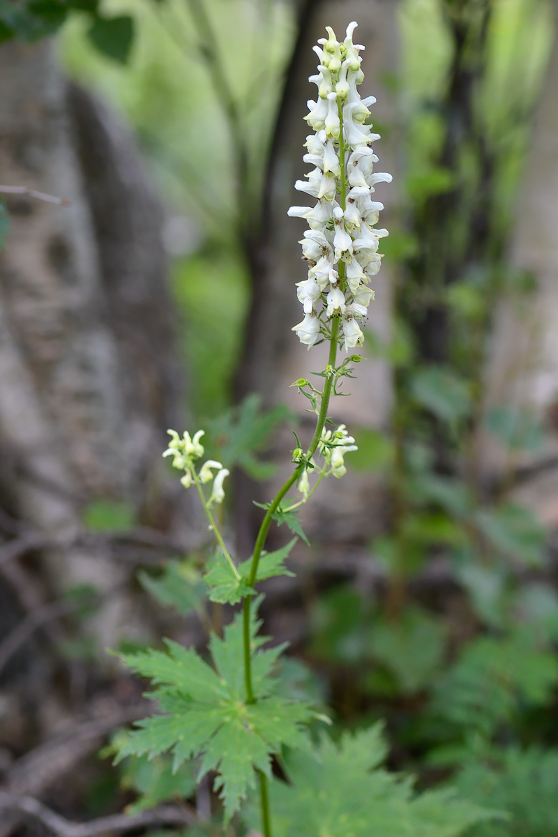 Image of Aconitum orientale specimen.