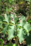 genus Poa. Соцветие. Пензенская обл., Спасский р-н, с. Ново-Зубово, луг. 19.06.2010.