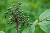 Sambucus sibirica. Соплодие и часть листа. Кировская обл., г. Кирово-Чепецк, лесопарк. 24.06.2018.
