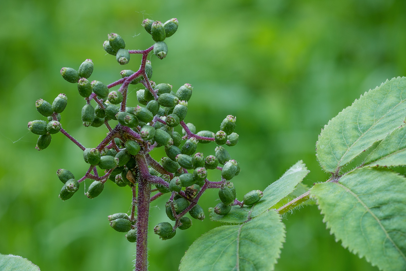 Изображение особи Sambucus sibirica.