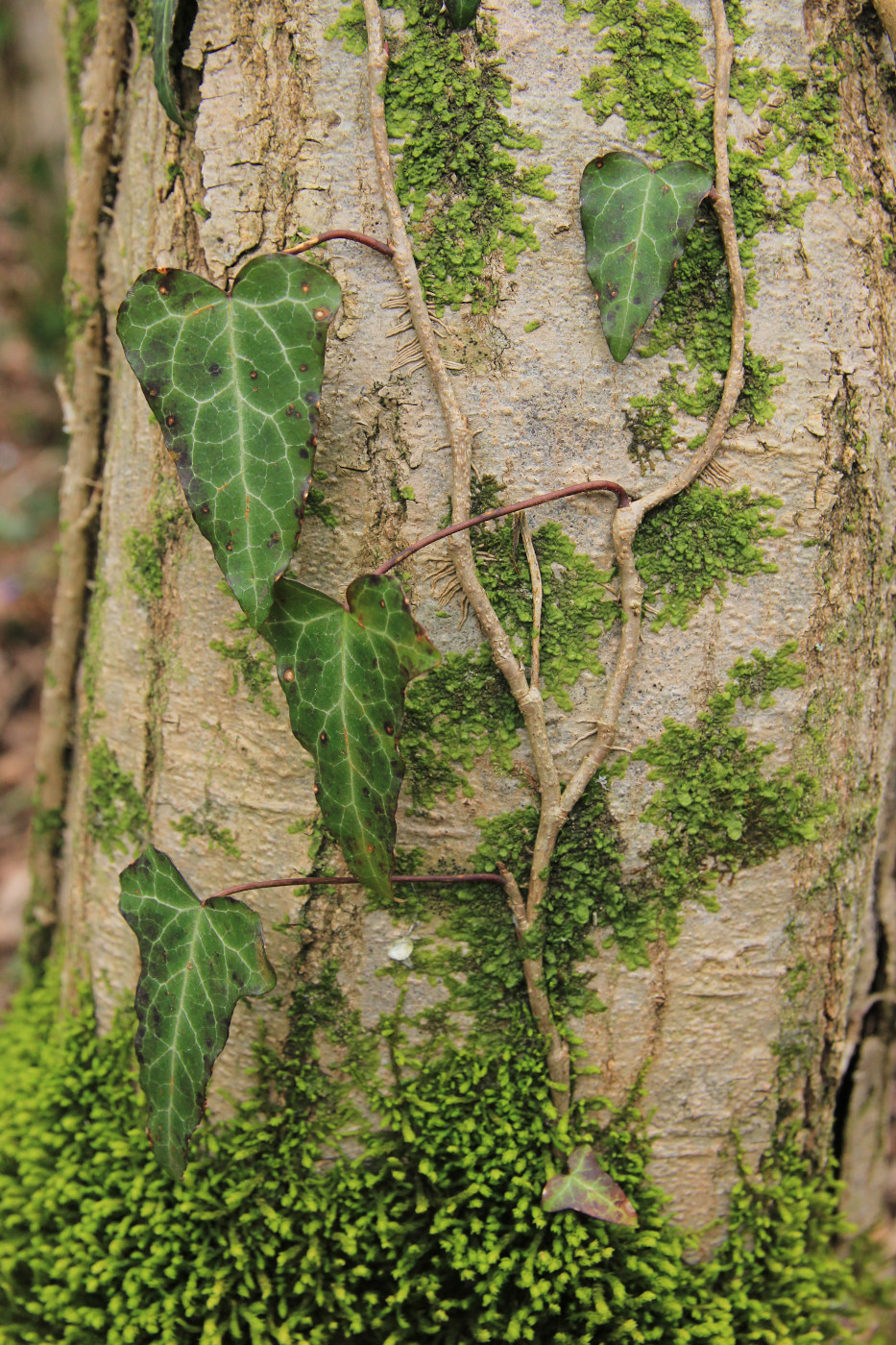 Изображение особи Hedera helix.