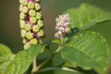 Phytolacca acinosa. Соцветие и листья. Кировская обл., г. Киров, Ботанический сад Вятского государственного университета, в культуре. 22.09.2018.