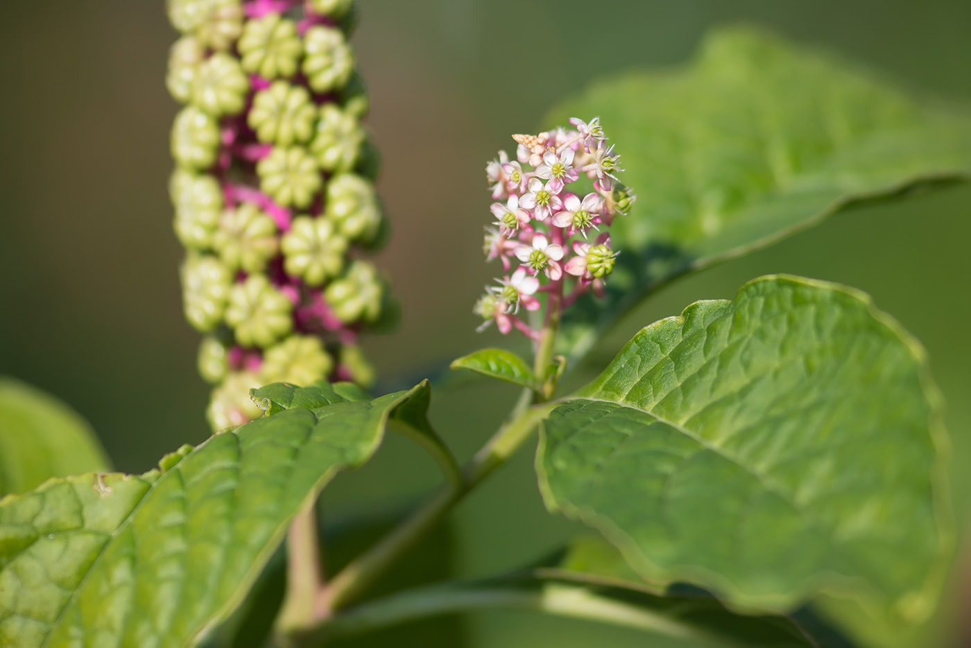 Изображение особи Phytolacca acinosa.