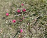 Tulipa humilis