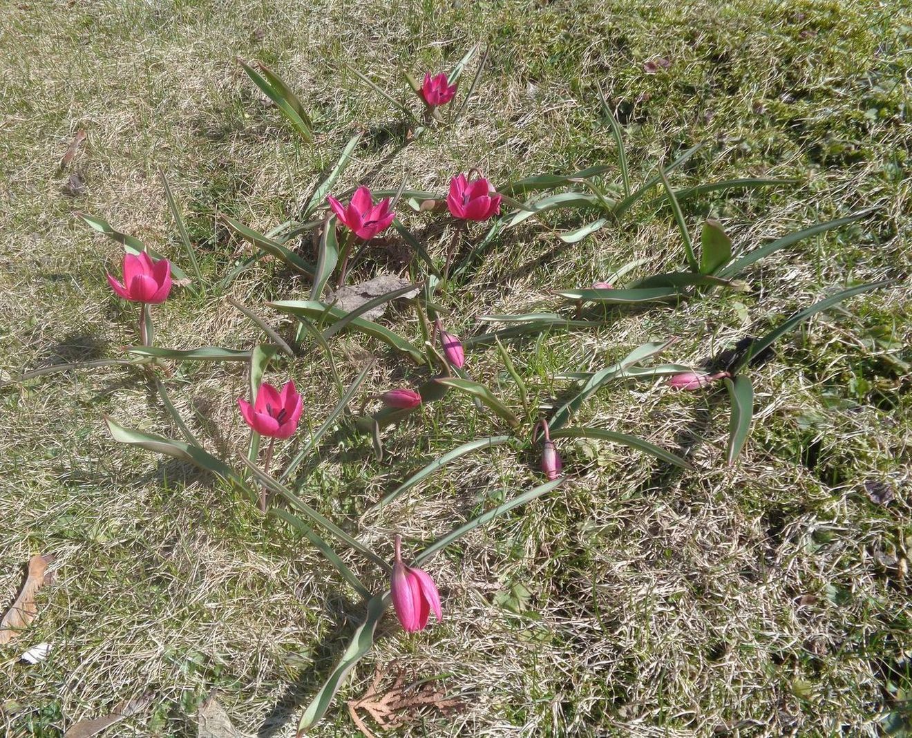 Image of Tulipa humilis specimen.