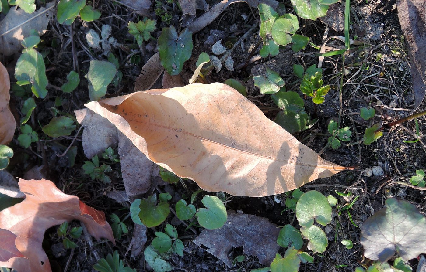 Изображение особи Quercus imbricaria.