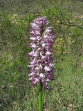 Orchis simia