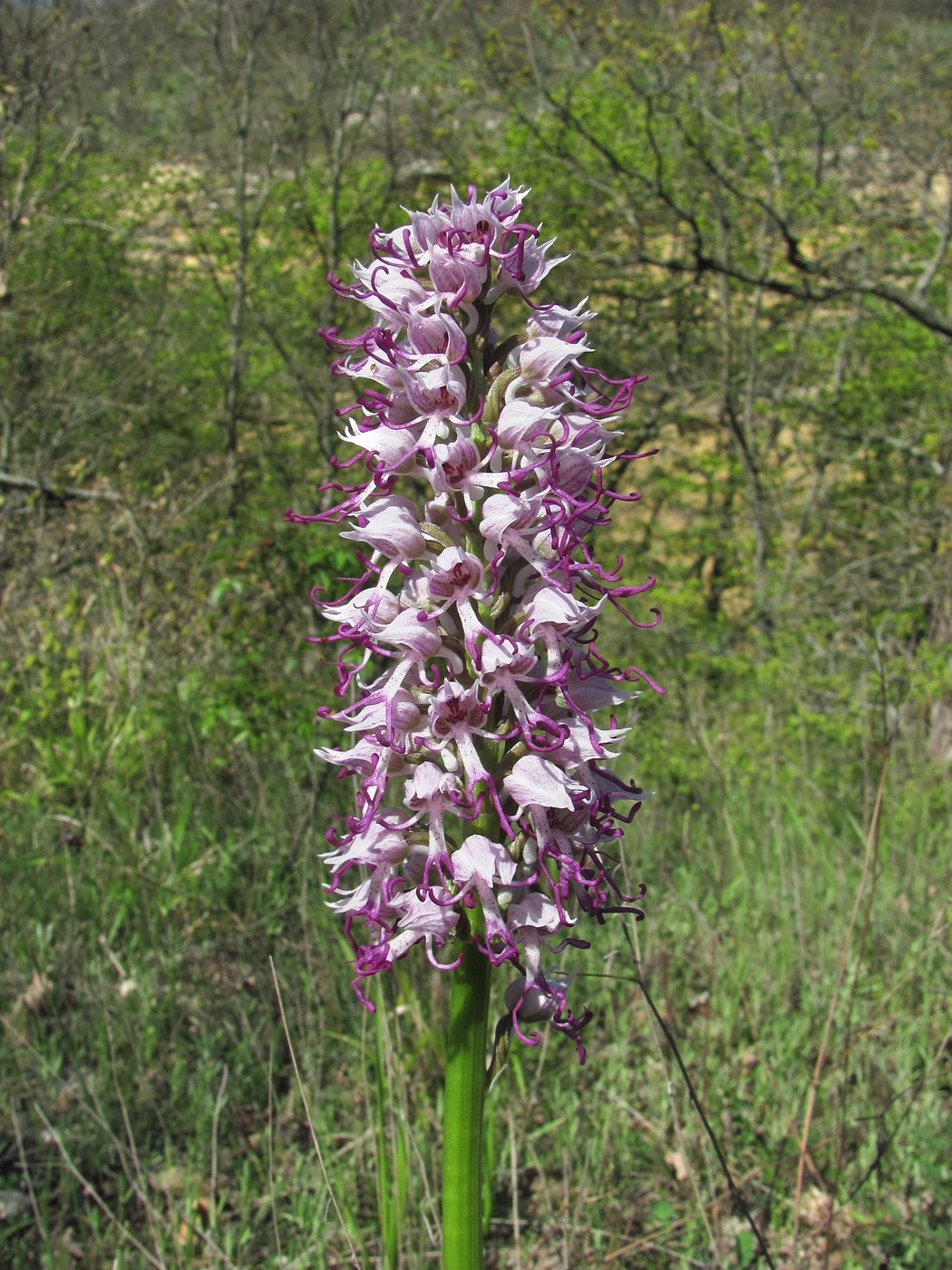 Изображение особи Orchis simia.