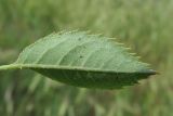 Rosa marginata