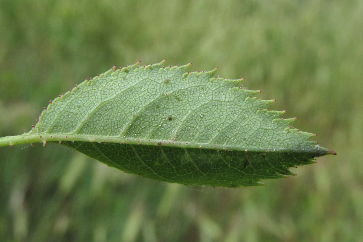 Image of Rosa marginata specimen.