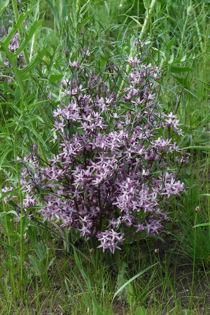 Image of Cynanchum purpureum specimen.