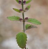 Scutellaria cypria subspecies elatior. Часть побега с плодами. Республика Кипр, Троодос, ≈ 800 м н.у.м., у каменного забора, отделяющего земельный участок от соснового леса. 17.06.2019.