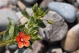 Anagallis arvensis