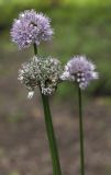 Allium strictum. Верхушки цветущих и плодоносящих побегов. Костромская обл., Судиславский р-н, дер. Антипино, в культуре (происхождение - Сахалинская обл., Томаринский р-н). 03.07.2019.