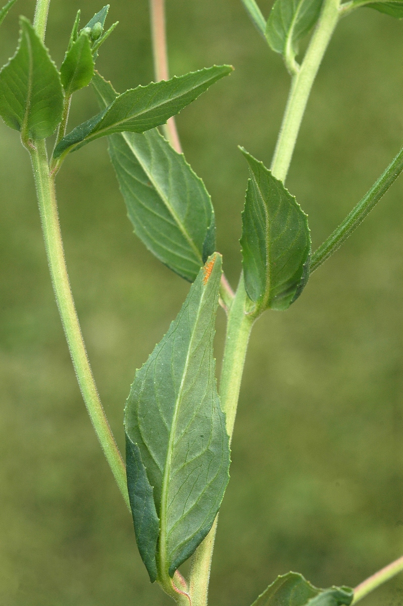 Изображение особи род Epilobium.