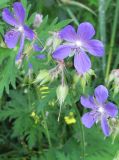 Geranium pratense