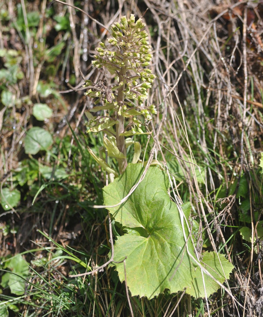 Image of Petasites albus specimen.