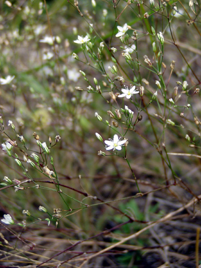 Image of Minuartia setacea specimen.