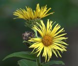 Inula helenium